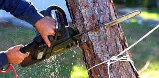 Best Leaf Removal  in American Fork, UT