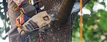 Best Tree Trimming and Pruning  in American Fork, UT