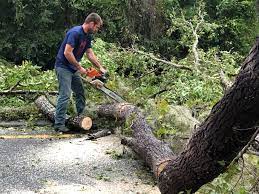 How Our Tree Care Process Works  in  American Fork, UT
