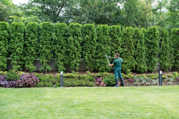 Best Palm Tree Trimming  in American Fork, UT