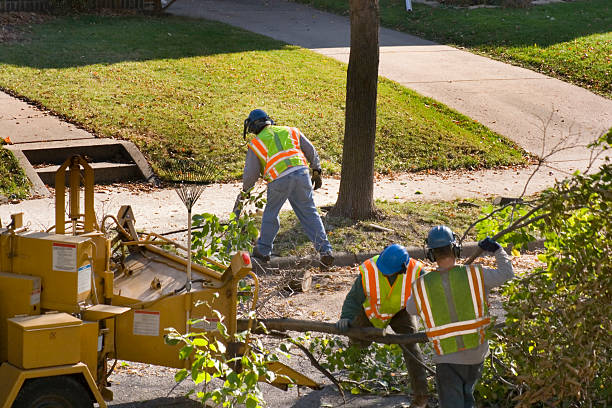 Best Tree Mulching  in American Fork, UT