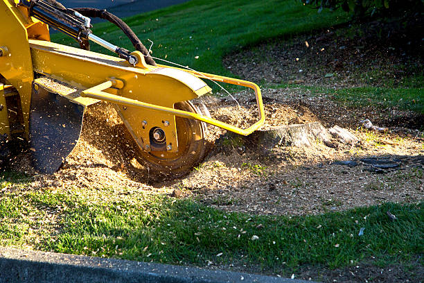 Best Firewood Processing and Delivery  in American Fork, UT