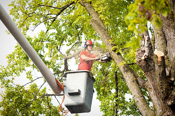 Best Tree Health Inspection  in American Fork, UT