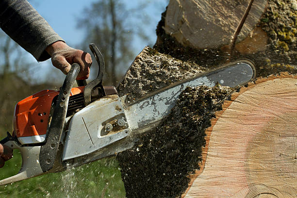 Reliable American Fork, UT Tree Removal Solutions