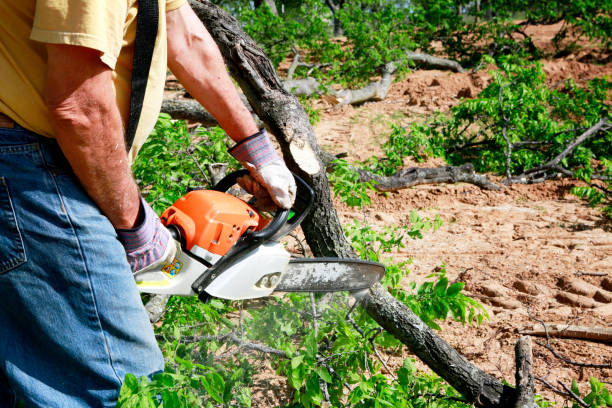 Best Grass Overseeding  in American Fork, UT